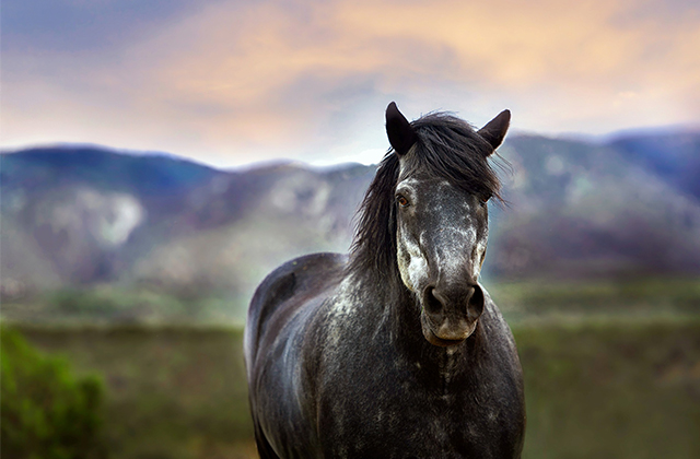 15 Fakten über Pferde