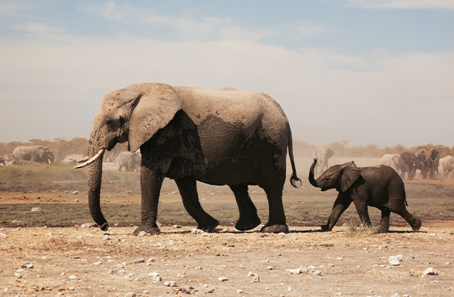 5 verblüffende Fakten über Elefanten + Verlosung