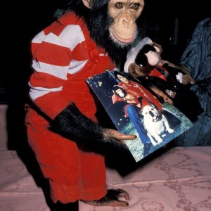 Michael Jackson’s Pet Chimpanzee, Bubbles